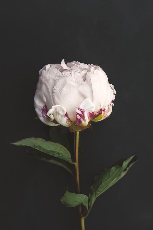 Free stock image of Delicate created by Unsplash