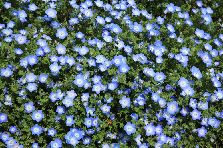 Free stock image of Garden of Flowers created by Unsplash