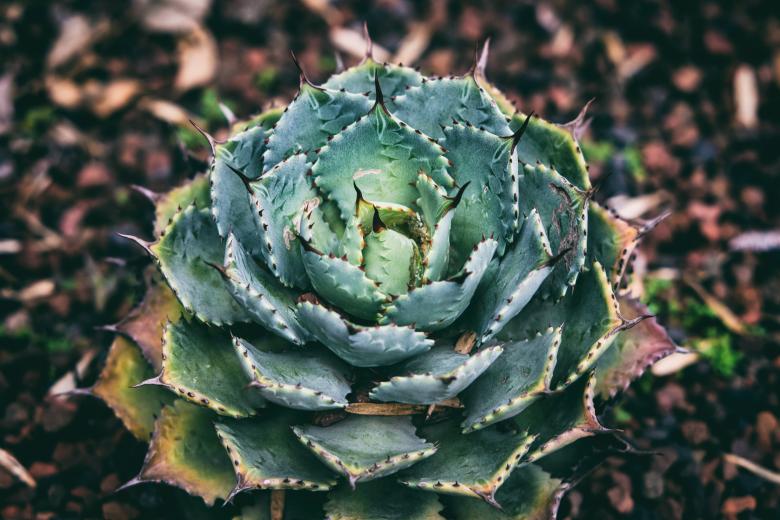 Free stock image of Thorny Plant  created by Unsplash
