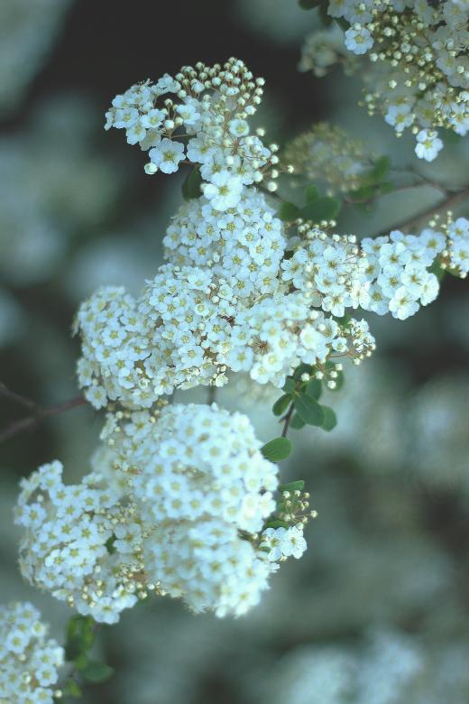Free stock image of White Flowers created by Unsplash