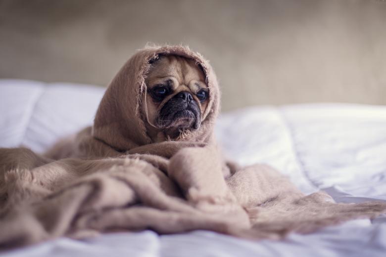 Free stock image of Bull Dog created by Unsplash