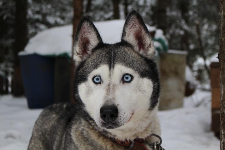 Free stock image of Wolf created by Unsplash