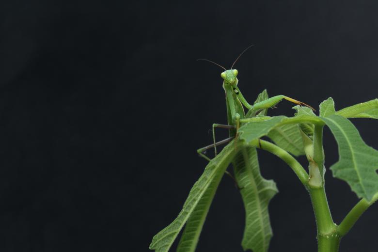 Free stock image of Grasshopper created by Unsplash