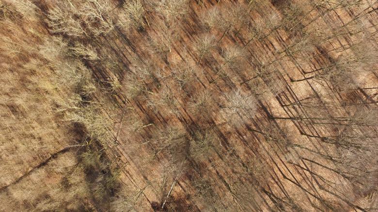 Free stock image of Bunch of Trees created by Unsplash