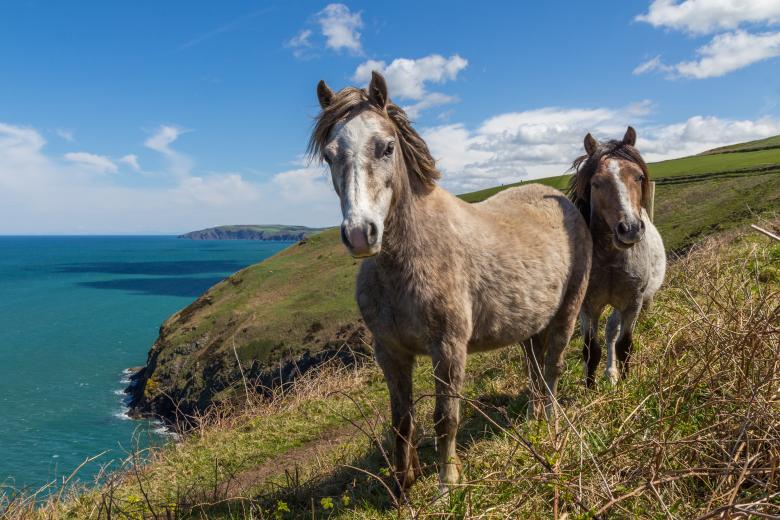 Free stock image of Wild Horses created by Unsplash