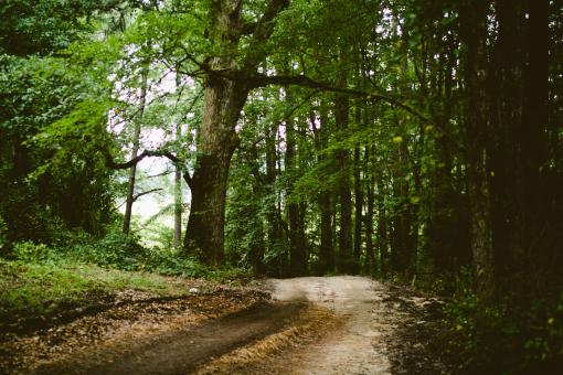 Free Stock Photo of Forest