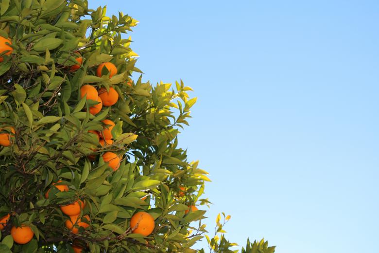 Free stock image of Orange Tree created by Unsplash