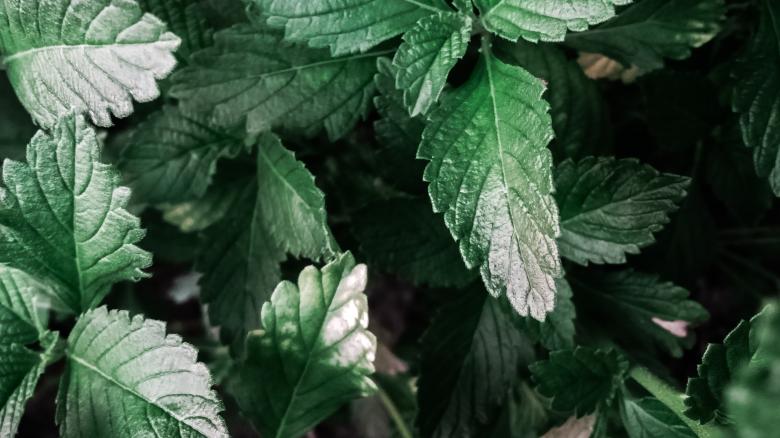 Free stock image of Green Plant created by StockSnap