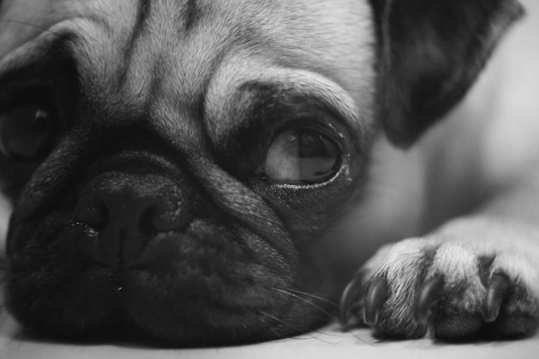 Free stock image of Dog created by StockSnap