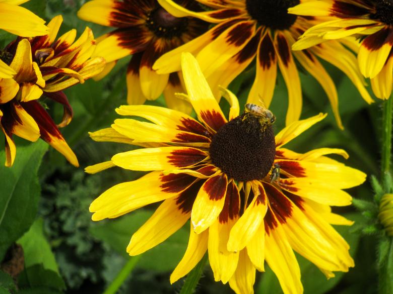 Free stock image of Yellow Flowers created by StockSnap
