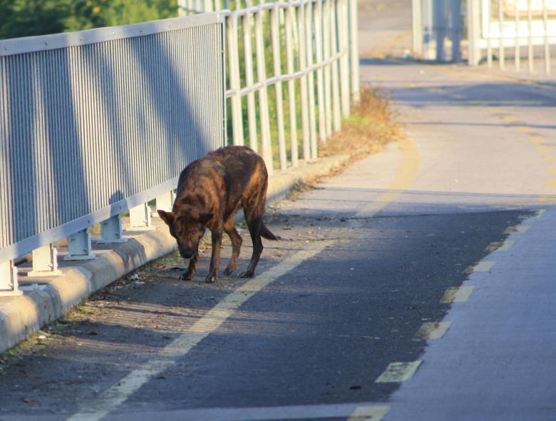 Free stock image of Abandoned Dog created by Kala Manó