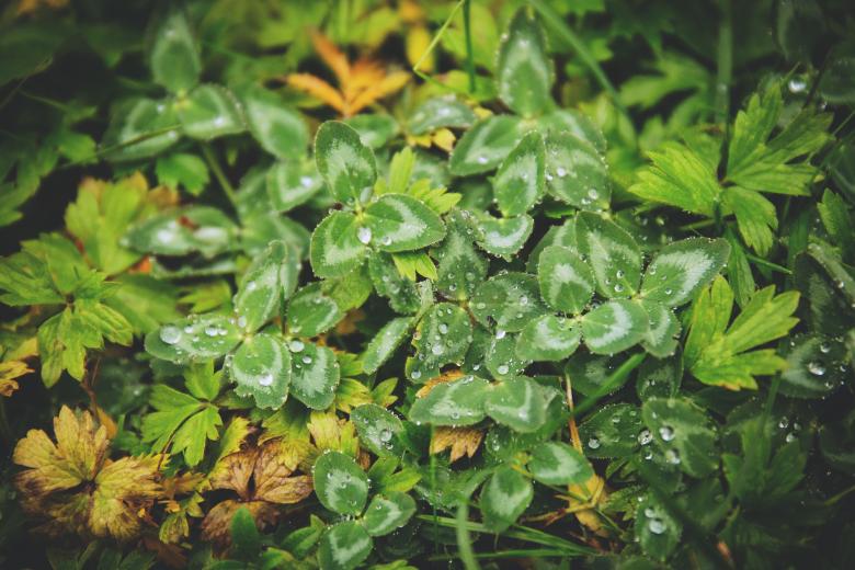 Free stock image of Green Plants created by StockSnap