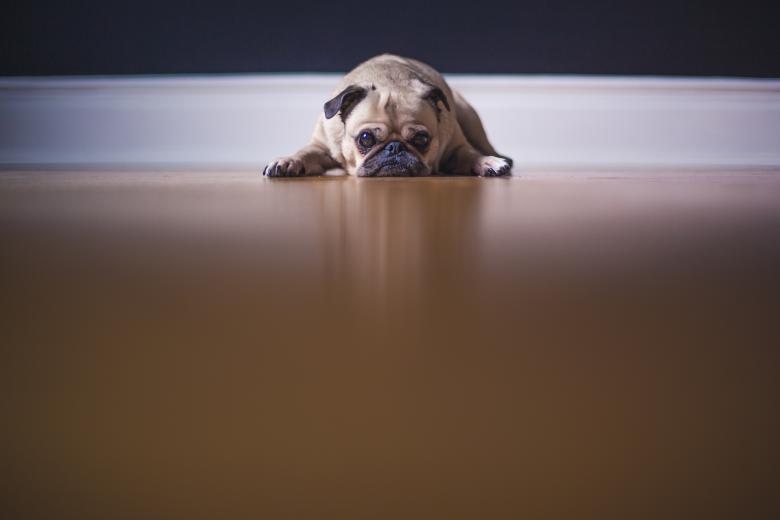 Free stock image of Dog created by StockSnap