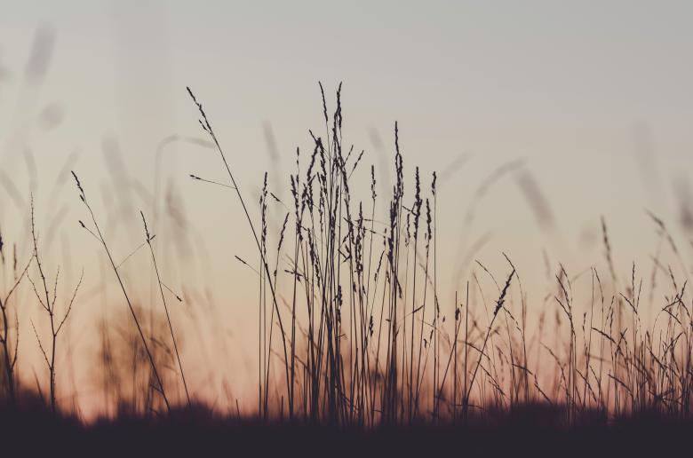 Free stock image of Plants created by StockSnap