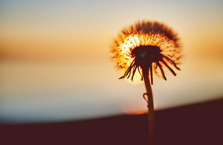 Free stock image of Sunset created by StockSnap