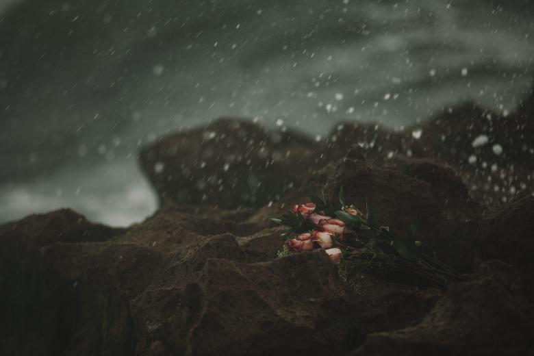 Free stock image of Flowers created by StockSnap
