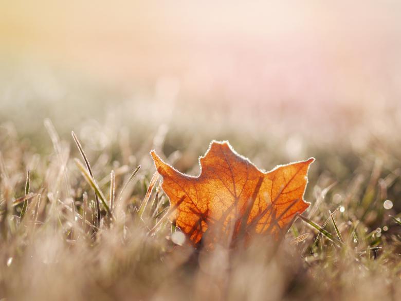Free stock image of Fallen Leaf created by StockSnap