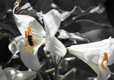 Flower and bee - Free Stock Photo