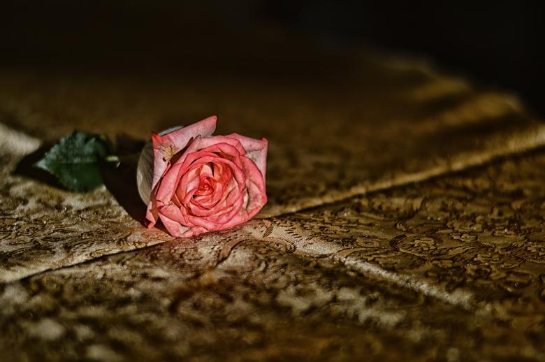 Free stock image of Rose created by StockSnap