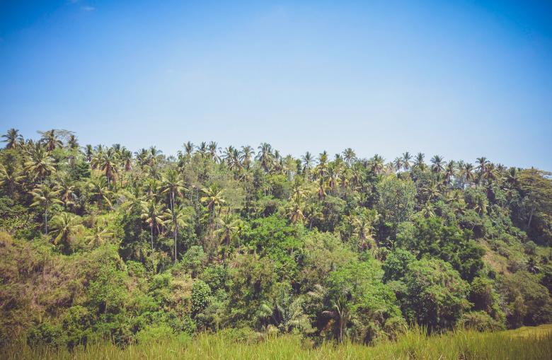 Free stock image of Forest created by StockSnap