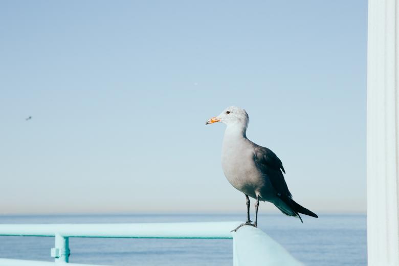 Free stock image of Seagull created by StockSnap