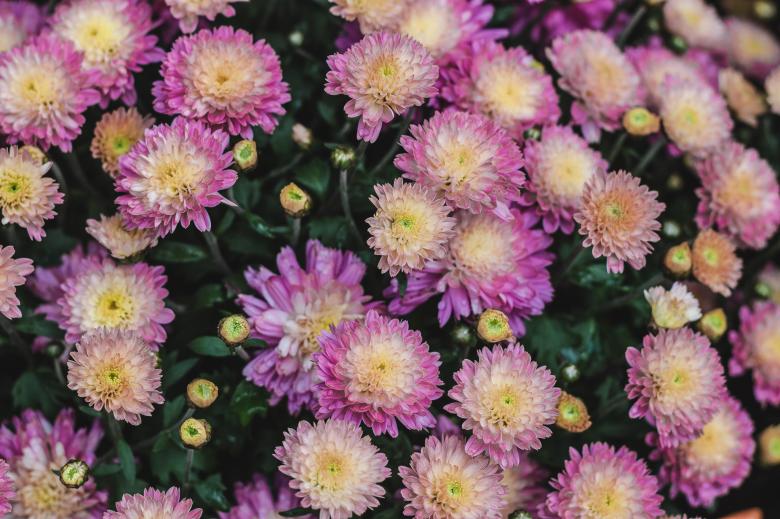 Free stock image of Pink Flowers created by StockSnap