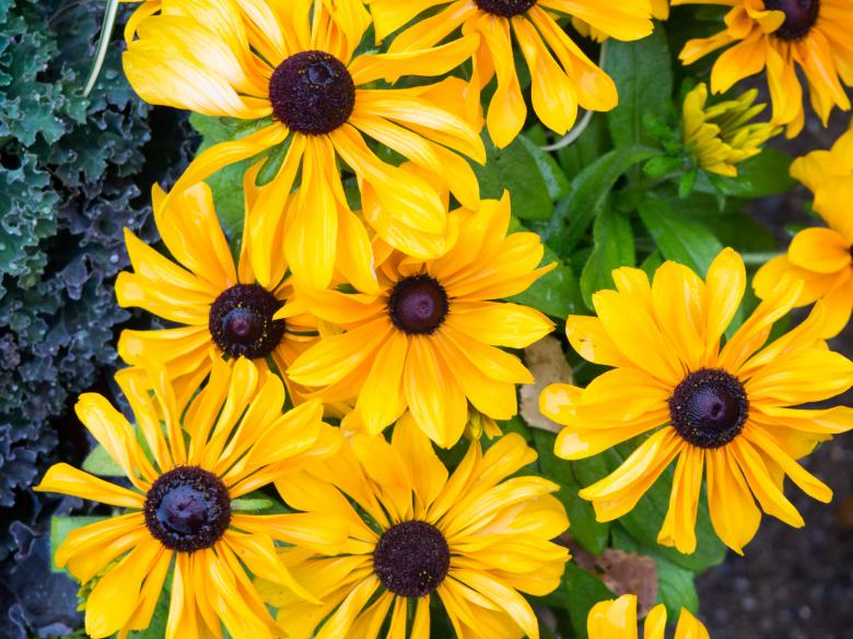 Free stock image of Yellow Flowers created by StockSnap
