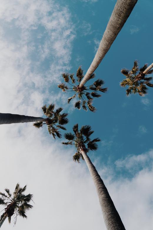 Free stock image of Palm created by StockSnap