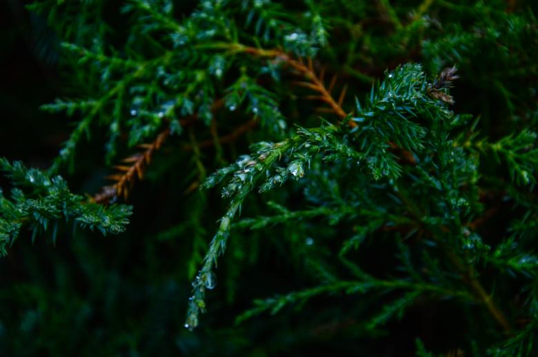Free stock image of Plants created by StockSnap