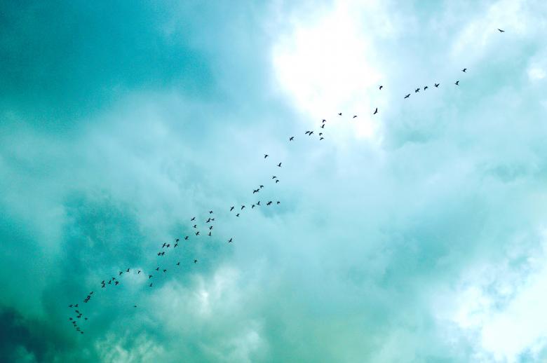Free stock image of Birds In The Sky created by StockSnap