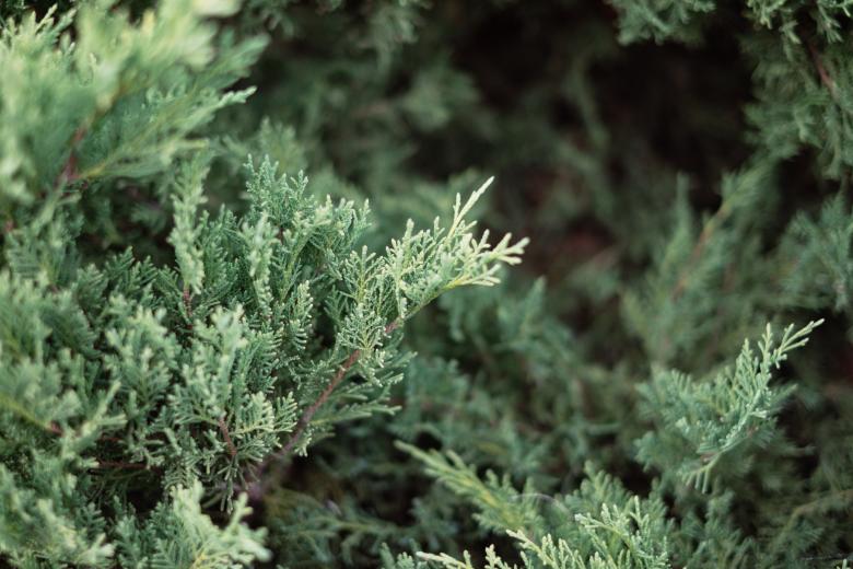 Free stock image of Tree created by StockSnap