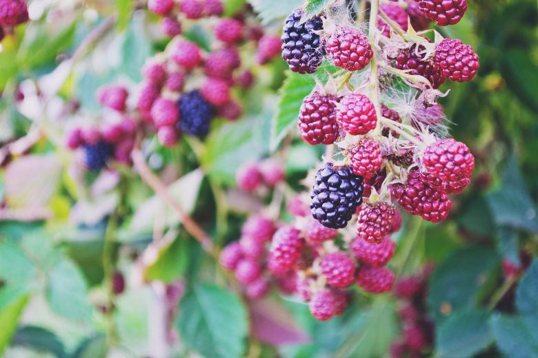Free stock image of Berries created by StockSnap