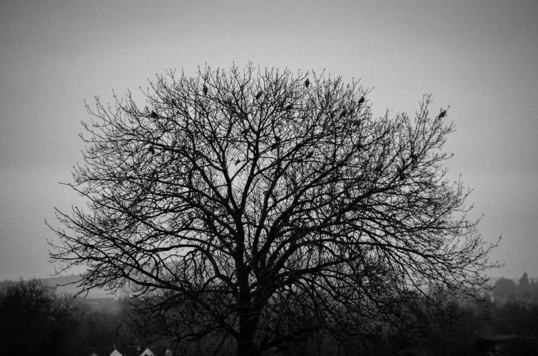 Free stock image of Tree created by StockSnap