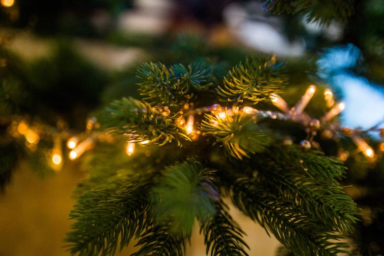 Free stock image of Christmas Tree created by StockSnap