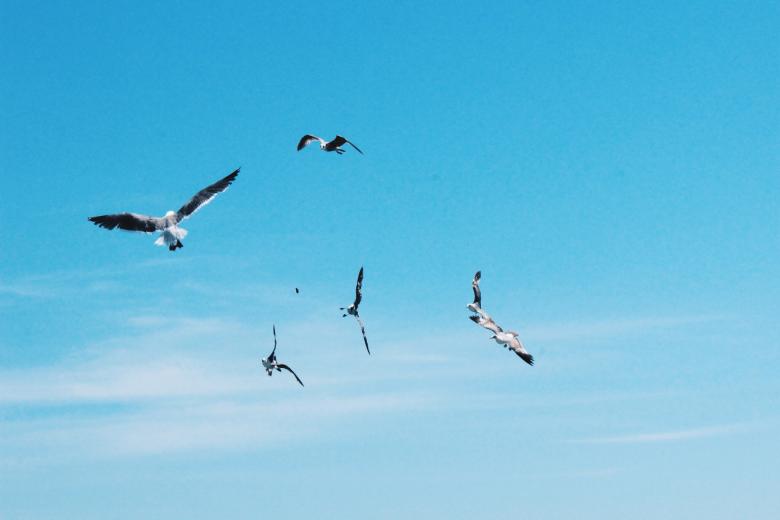 Free stock image of Flying Seagulls created by StockSnap