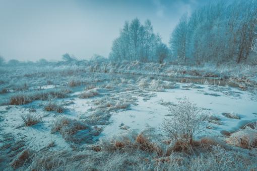 Free Stock Photo of Nature