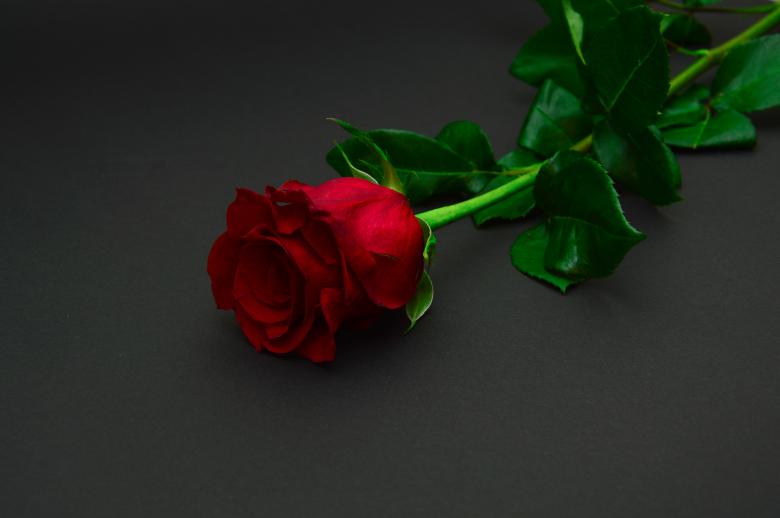 Free stock image of Red Rose created by StockSnap