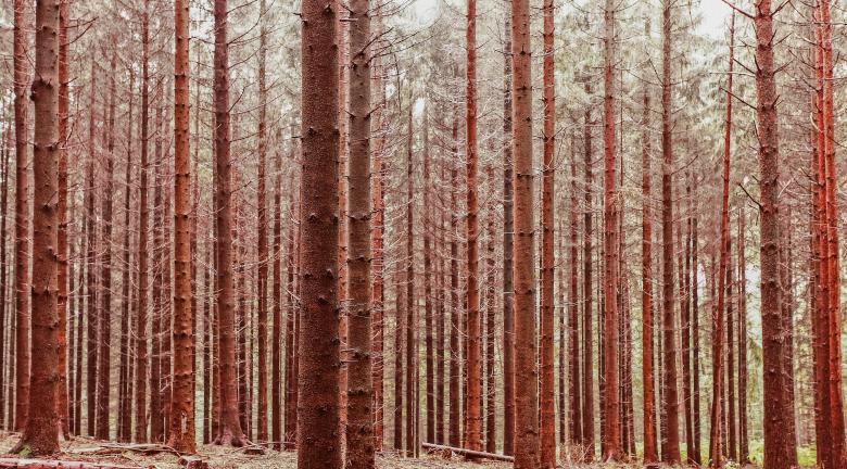 Free stock image of Forest created by StockSnap