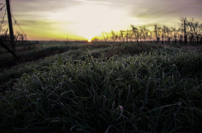 Free stock image of Field created by StockSnap