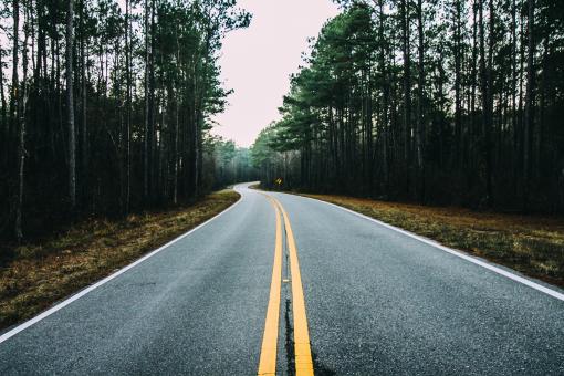 Free Stock Photo of Road In The jungle