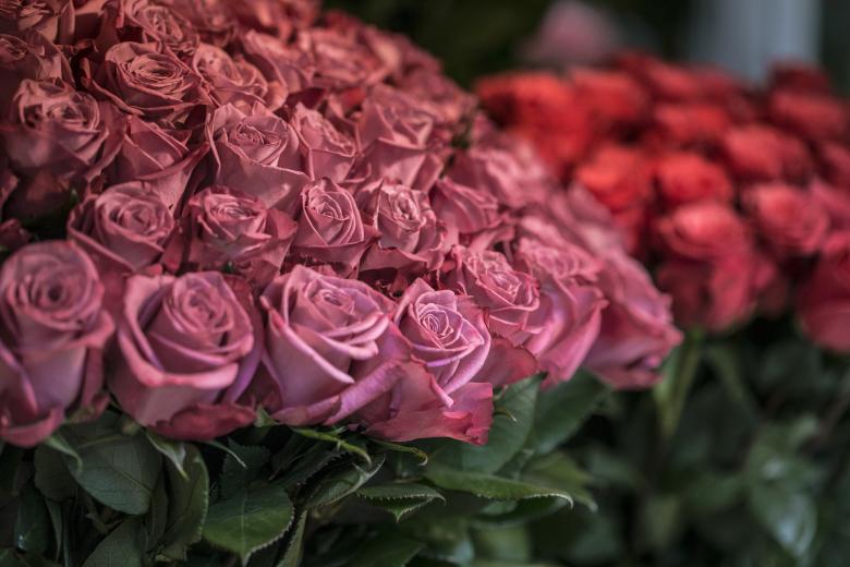 Free stock image of Roses created by StockSnap
