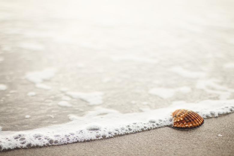 Free stock image of Sea Shell created by StockSnap