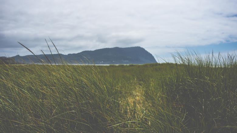 Free stock image of Grass created by StockSnap