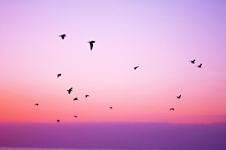 Free stock image of Pink Sky created by StockSnap