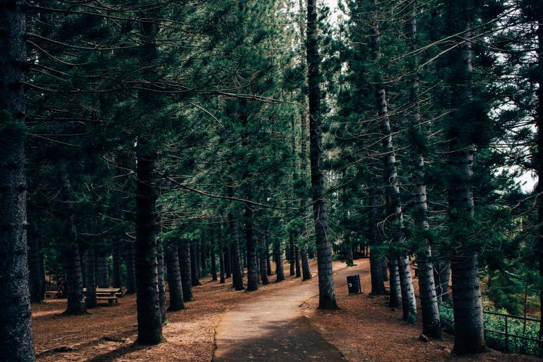Free stock image of Forest created by StockSnap