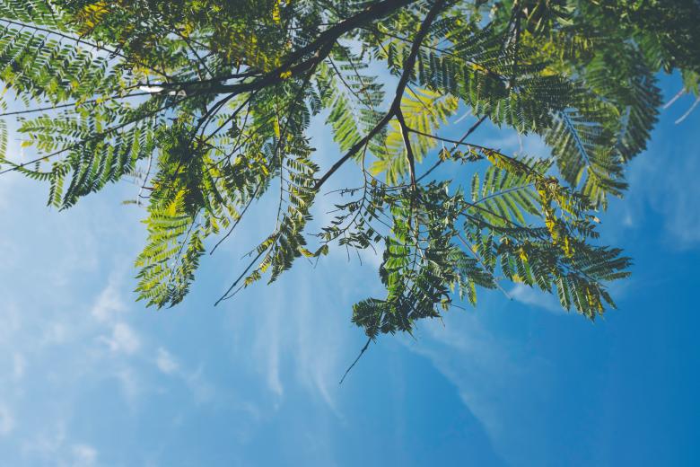 Free stock image of Tree created by StockSnap