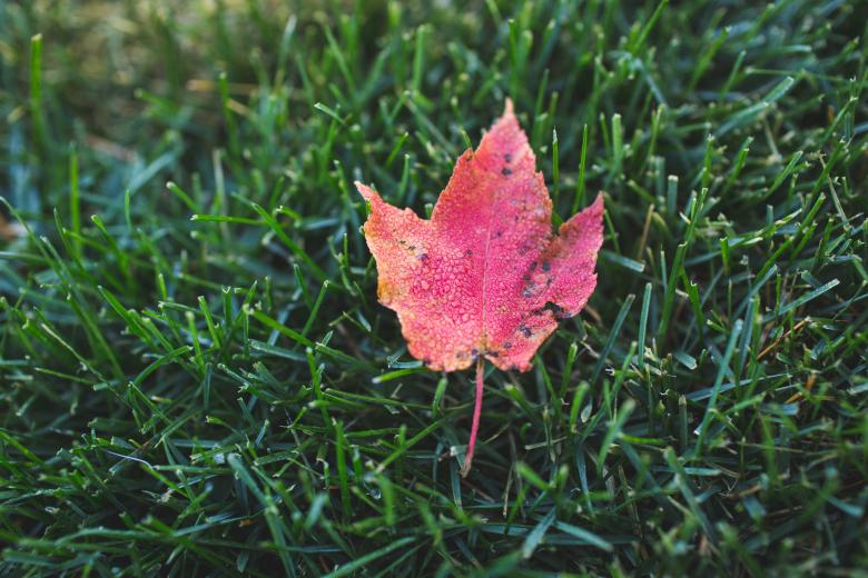 Free stock image of Maple Leaf created by StockSnap