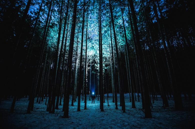 Free stock image of Forest created by StockSnap
