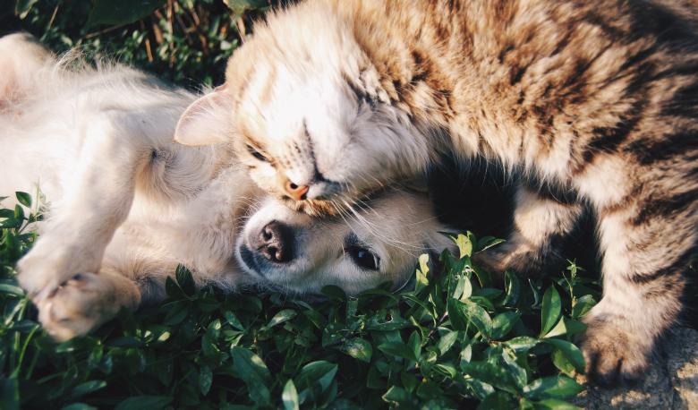 Free stock image of Pets created by StockSnap