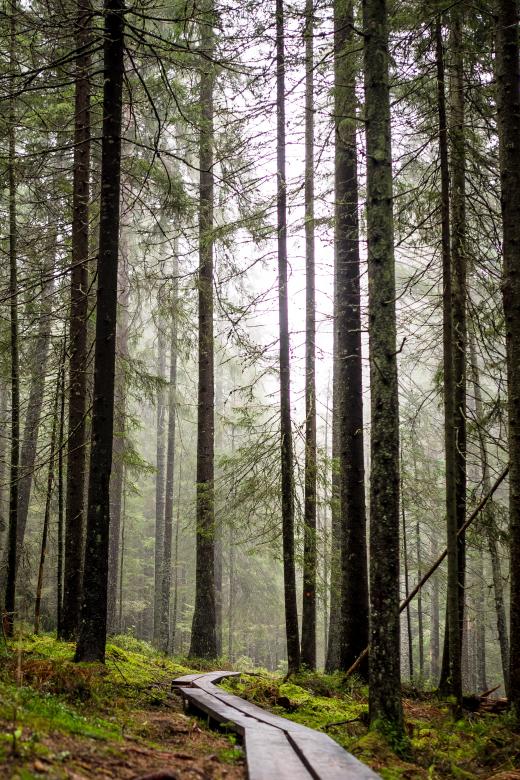 Free stock image of Path created by Unsplash